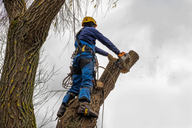 Best Fruit Tree Pruning  in Tullahoma, TN