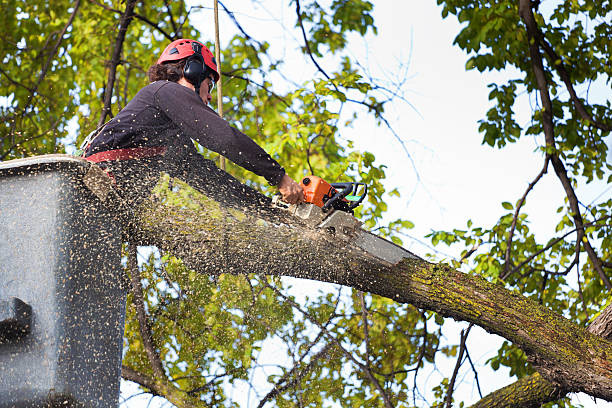 Best Root Management and Removal  in Tullahoma, TN