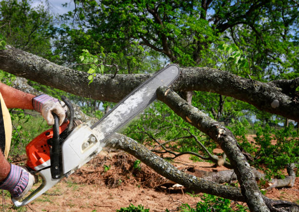 Best Commercial Tree Services  in Tullahoma, TN